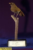 藏品(竹鳥)的圖片